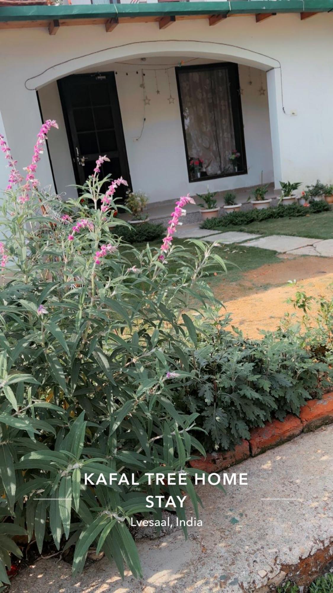 Kafal Tree Home Stay - Pet Friendly Bhowali Exteriér fotografie